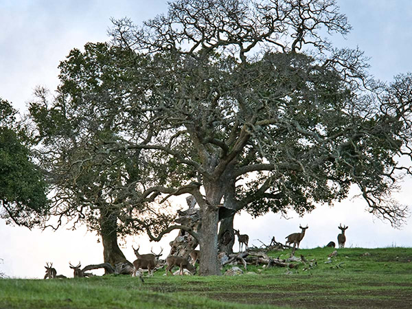 Deer Under Oak Tree