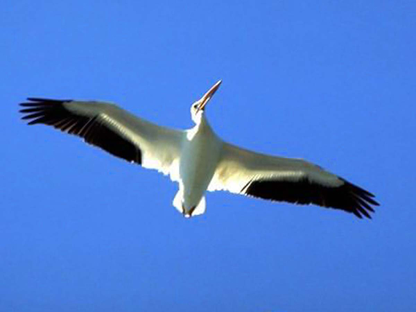 White Pelican