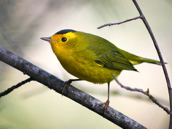 Wilson's Warbler